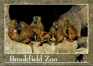 Illinois Chicago Brookfield Zoo Guinea Baboons