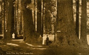 CA - Santa Cruz County. Big Trees Park