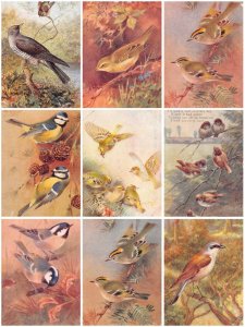 Birds Colorful Songbirds in Forest Art etc lot of 9 postcards B897