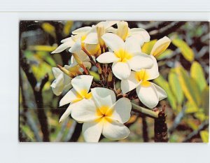 Postcard Plumeria Blossoms, In Hawaii