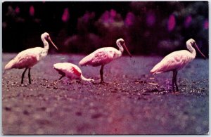 VINTAGE CONTINENTAL SIZED POSTCARD BIRDS OF TRINIDAD & TOBAGO FULL STAMPS 1972