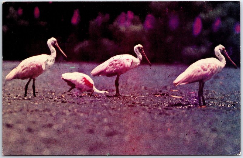 VINTAGE CONTINENTAL SIZED POSTCARD BIRDS OF TRINIDAD & TOBAGO FULL STAMPS 1972