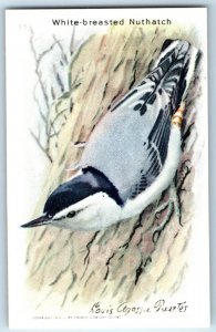 c1930s Nuthatch Bird Cow Brand Baking Soda Trade Card 9th #15 Church Dwight C10