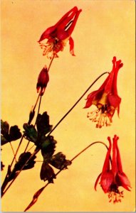Flowers Wild Columbine Botanical Museum Harvard University Massachusetts