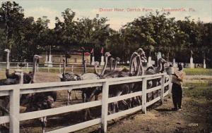 Dinner Hour Ostrich Farm Jacksonville Florida 1914