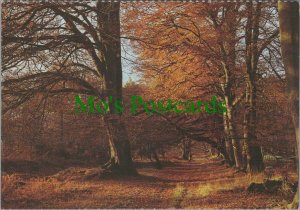 Hertfordshire Postcard - Trees, Woodland, Ashridge, Near Berkhamsted RR19830