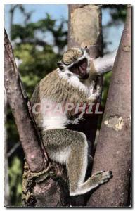 Animals and Wildlife - Monkey Young - Young Monkey - Old Postcard