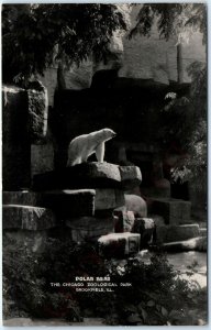 c1940s Brookfield, IL RPPC Polar Bear Zoological Park Real Photo Postcard A93