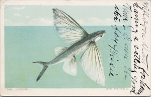 Flying Fish 7180 Detroit Publishing c1906 Avalon CA Cancel Postcard E82