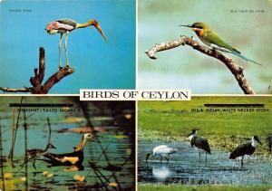 BR99345 birds of   sri lanka ceylon painted stork blue tailed bee eater