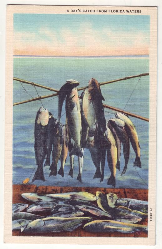 P816 vintage linen card a days catch fishing from florida waters