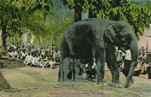 PC CPA SINGAPORE, MALAYAN ELEPHANT AND HER YOUNG, Vintage Postcard (b3018)