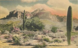 Postcard  Arizona Superstition Mountains Giant Cacti Sunny Scenes 1936 23-783