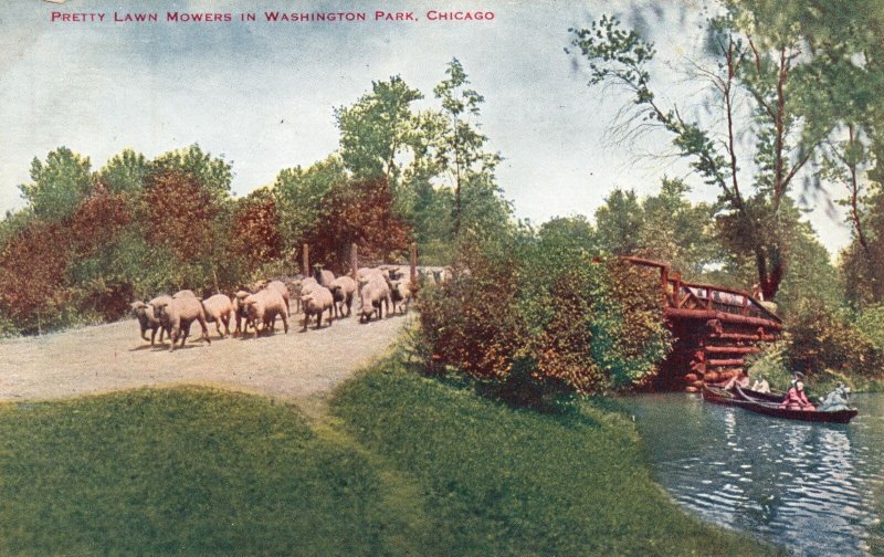 Vintage Postcard 1916 Pretty Lawn Mowers Sheep Washington Park Chicago Illinois