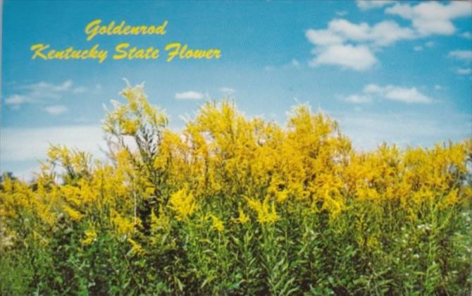 Goldenrod Kentucky State Flower