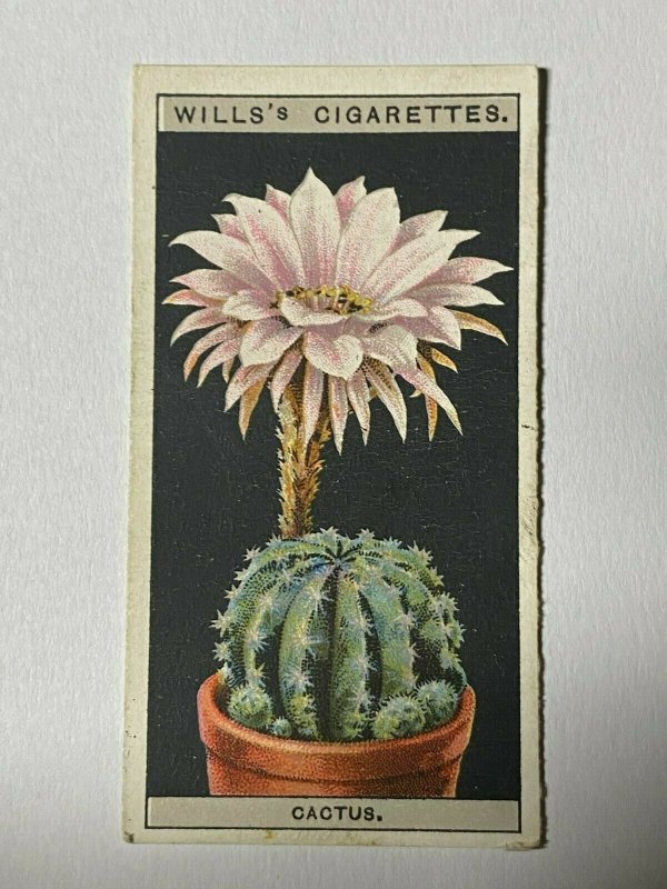 CIGARETTE CARD - WILLS FLOWER POTS #10 HEDGEHOG CACTUS   (UU48)