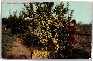 Man Picking Lemons Near Fresno CA c1907 Vintage Postcard G09