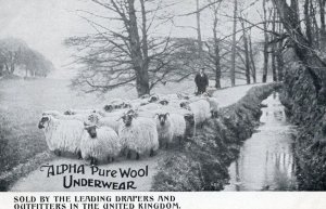 Alpha Pure Sheep Wool Hosiery & Underwear Old Advertising Postcard