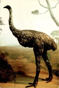 DINORNIS MAXIMUS, moa, New Zealand, extinct, Auckland War Memorial Postcard