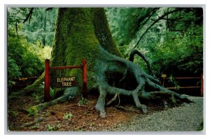 Postcard CA Elephant Tree Redwood Highway California Vintage Standard View Card