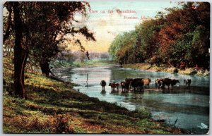 View on the Vermillion Pontiac Illinois IL River Stream Cows Passing Postcard