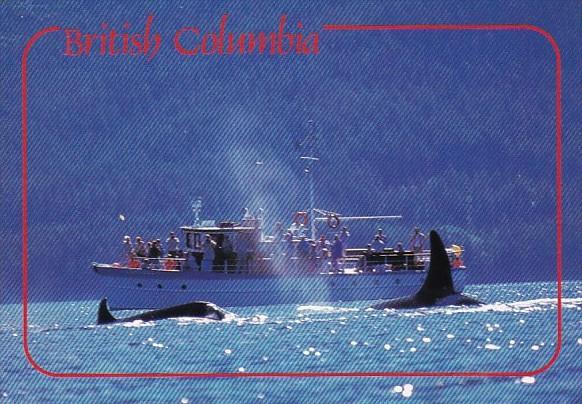 Canada British Columbia Whale Watching