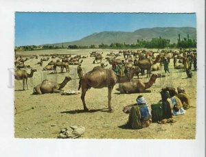 471043 Afghanistan Stockyard Ghaznee Nomads with a camel Old postcard