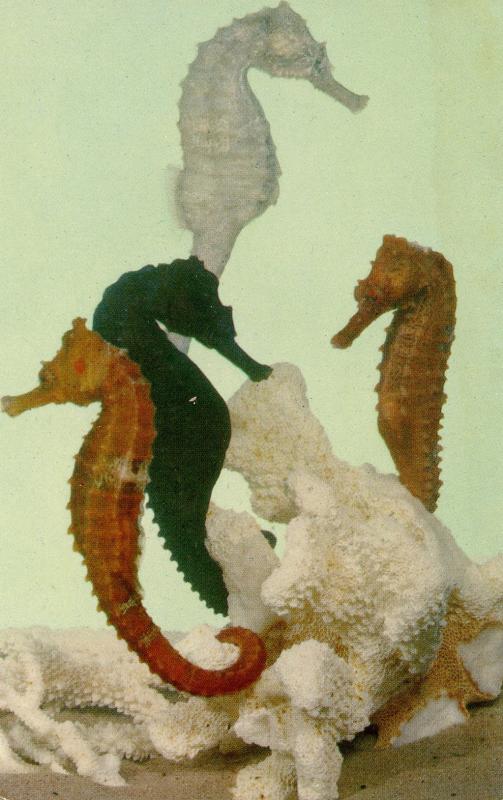 Sea Horses