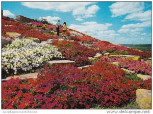 Canada Tiers Of Spectacular Blooms Cover The Slopes Of Beautiful Sam Lawrence...