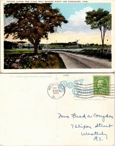 Feather Duster Tree, Connecticut (23050