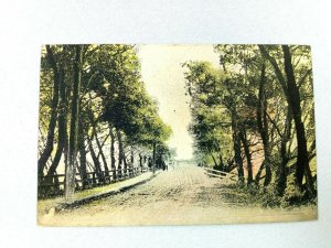 Vintage Postcard Scene of Road surrounded by Trees Posted 1912