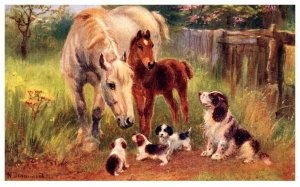 Dog ,  Horses and Dogs in field