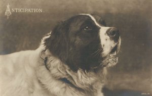 Dog Vintage RPPC 08.00 