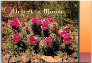 Postcard - Desert in Bloom - the Southwest