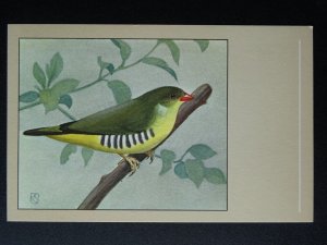 Bird Theme GREEN AVADAVAT c1950s Postcard by P. Sluis Series 8 No.85