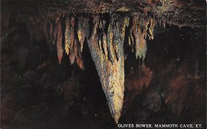 Olives Bower Mammoth Cave KY