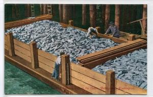 Salmon Fish Catch Scow Load Bellingham Washington 1910c postcard