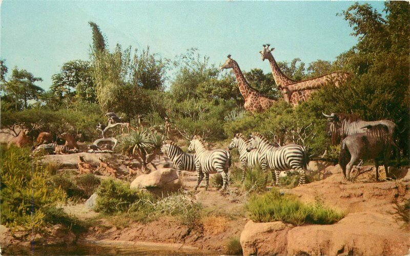 African Veldt Disneyland Amusement Anaheim California Postcard Animals 20-9138