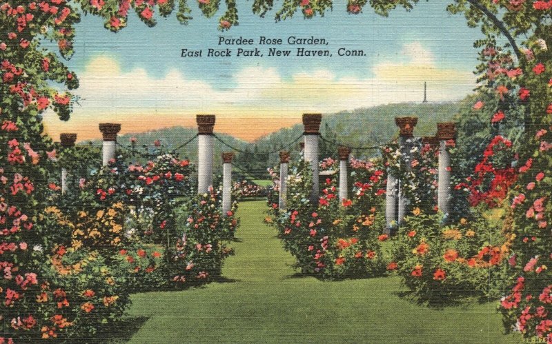 Vintage Postcard 1946 Pardee Rose Garden East Rock Park New Haven Connecticut CT