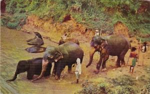 Ceylon Kandy Elephants Bathing