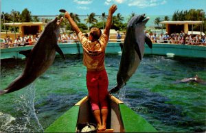 Fish Porpoise Jumping For Food Miami Seaquarium Florida