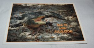 See Ya Later Alligator Florida Postcard Seminole Post Cards JJ19006