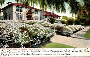 California Santa Barbara Beautiful Home Among The Daisies