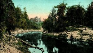 C 1910 On The Suwannee River, Valetine & Son, FLA Postcard F80