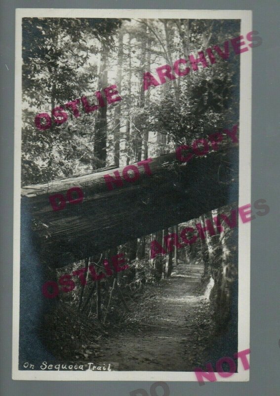 Mt. Hermon CALIFORNIA RPPC c1920 SEQUOIA TRAIL nr Felton Santa Cruz COOPER #10