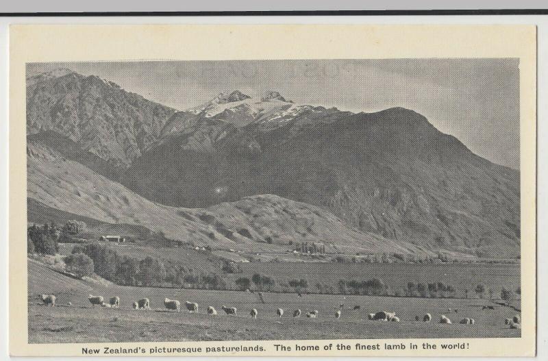 New Zealand's Picturesque Pastures, Finest Lamb In The World PPC, Unused, c 1920 