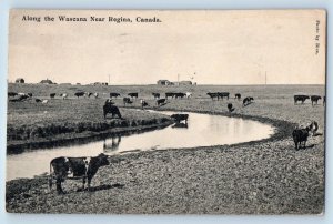New Regina Canada Postcard Along The Wascana River Cows Scene Field 1914 Vintage