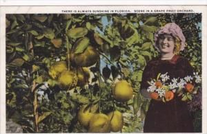 Scene In A Grape Fruit Orchard There Is Always Sunshine In Florida Curteich