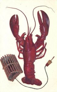 Postcard A Maine Lobster ME Published By Eastern Illustrating & Publishing Co.