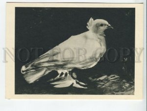 454757 USSR 1966 year graphics by Pablo Picasso pigeon postcard